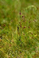 Weak artic sedge; Carex supina