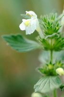 Bleekgele Hennepnetel; Downy Hemp Nettle; Galeopsis segetum