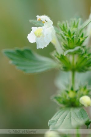 Bleekgele Hennepnetel; Downy Hemp Nettle; Galeopsis segetum