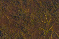 Kleine biesvaren - Spiny-spored Quillwort - Isoëtes echinospora