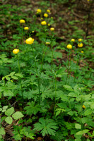 Europese Trollius; Trollius europaeus; Globe-flower;