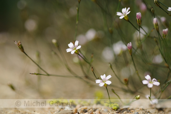 Kleine Mantelanjer; Tunicflower; Petrorhagia saxifraga;