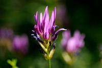 Astragalus onobrychis