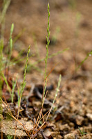 Grindstijfgras - Gravel Fescue - Micropyrum tenellum