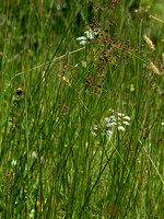 Kranskarwij;  Whorled Caraway; Carum verticillatum