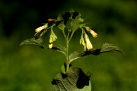 Symphytum tuberosum