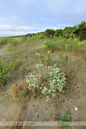 Echinophora; Echinophora spinosa