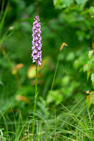 Dichte muggenorchis; Marsh Fragrant-orchid; Gymnadenia densiflor