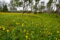 Europese Trollius; Globeflower; Trollius europaeus