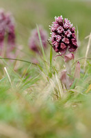 Petasites hybridus; Groot hoefblad; Common Butterbur