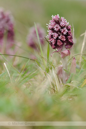 Petasites hybridus; Groot hoefblad; Common Butterbur