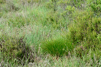 Gewone Veenbies - Deergrass - Trichophorum cespitosum subsp. germanium