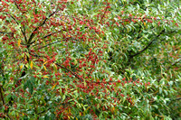 Langstelige olijfwilg; Japanese Berry; Elaeagnus multiflora