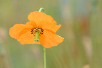 Donzige klaproos; Atlas poppy; Papaver atlanticum