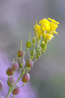 Alyssoides utriculata