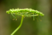 Hondspeterselie; Aethusa cynapium subsp. synapioides; Fool's Par