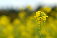 Koolzaad -  Rapeseed -  Brassica napus