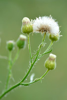 Gevlamde fijnstraal; Asthmaweed; Conyza bonariensis