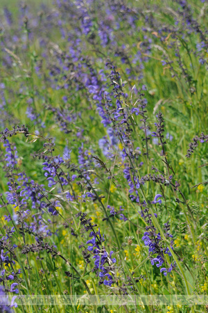 Veldsalie; Meadow Clary; Salvia pratensis; Sauge des prés