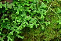 Gazonmosvarentje - Kraus's Clubmoss - Selaginella kraussiana