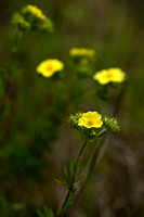 Potentilla pedata