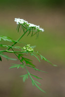 Hondspeterselie;Fool's parsley;Aethusa cynapium