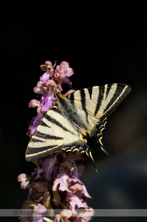 Scarce Swallowtail; Koningspage;
