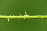 Wasbraam; Rubus luticola