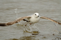 Stormmeeuw; Common Gull; Larus canus;