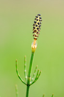 Lidrus; marsh horsetail; Equisetum palustre