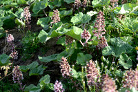 Groot hoefblad; Butterbur; Petasites hybridus