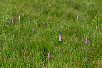 Dichte muggenorchis; Marsh Fragrant-orchid; Gymnadenia densiflor