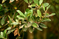 Canarische laurier; Canary Laurel; Laurus novocanariensis