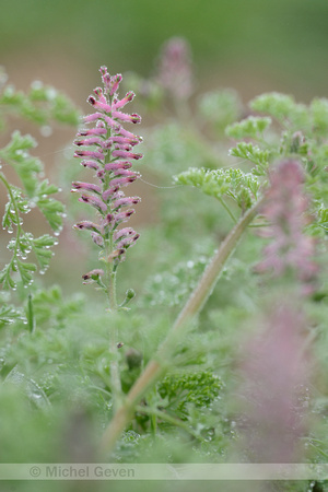 Gewone duivenkervel; Common Fumitory; Fumaria officinalis