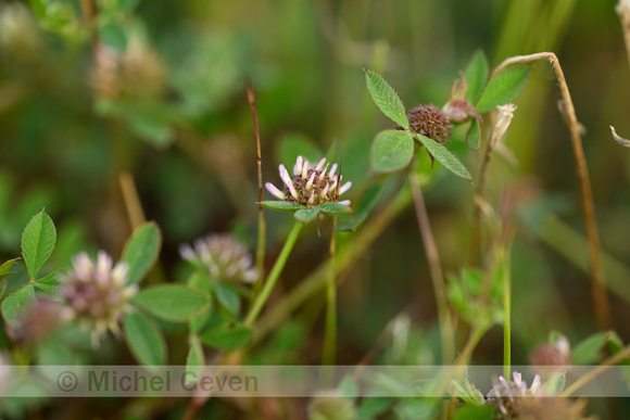 Trifolium glomeratum