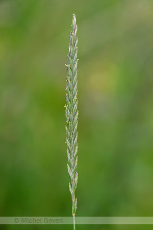 Veldkweek; Elymus campestris; subsp. campestris