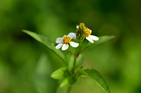 Black-Jack; Bidens pilosa