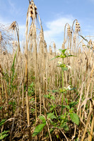 Bleekgele Hennepnetel; Downy Hemp Nettle; Hempnettle; Galeopsis