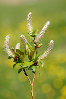 Halberd willow; Salix hastata