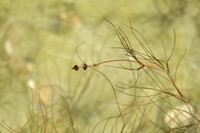 Draadfonteinkruid; Slender-leaved Pondweed; Potamogeton filiform