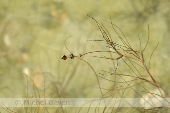 Draadfonteinkruid; Slender-leaved Pondweed; Potamogeton filiform