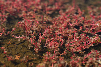 Crassula vaillantii