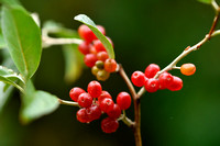 Langstelige olijfwilg; Japanese Berry; Elaeagnus multiflora