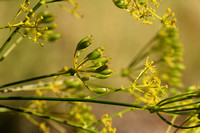 Ferulago campestris