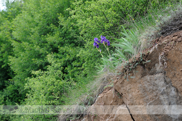 Siberische Lis; Zwaardlelie; Iris sibirica; Siberian Iris;