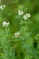 Badassi; Dorycnium pentaphyllum