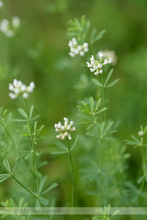 Badassi; Dorycnium pentaphyllum