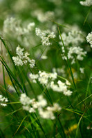 Sneeuwwitte veldbies; Snow white Wood rush; Luzula nivea