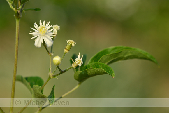 Bosrank; Traveller's Joy; Clematis vitalba