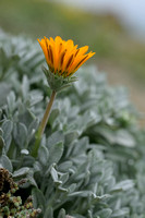 Gazania rigens